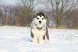 ALASKAN MALAMUTE 288